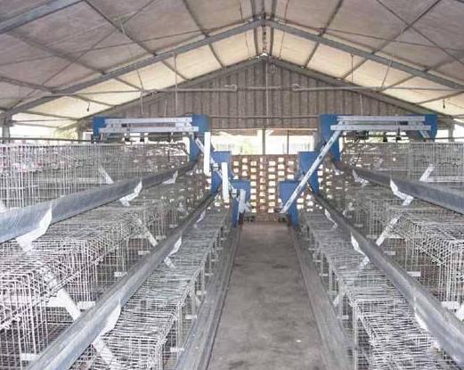 �S���ǂ�����ǧ�f�����S�����M��